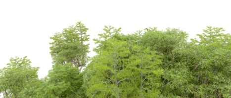 Green forest isolated on background. 3d rendering - illustration png