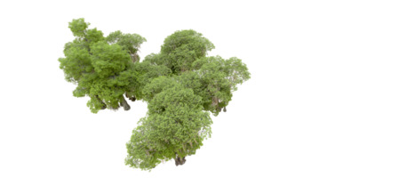 verde foresta isolato su sfondo. 3d interpretazione - illustrazione png