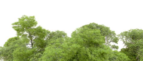 Green forest isolated on background. 3d rendering - illustration png