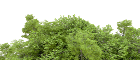 Green forest isolated on background. 3d rendering - illustration png