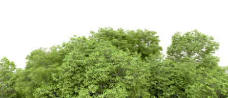 Green forest isolated on background. 3d rendering - illustration png