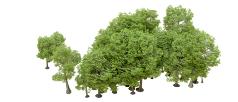 verde floresta isolado em fundo. 3d Renderização - ilustração png