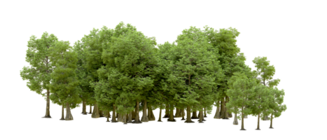 Green forest isolated on background. 3d rendering - illustration png