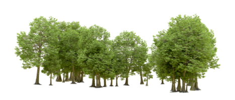 Green forest isolated on background. 3d rendering - illustration png