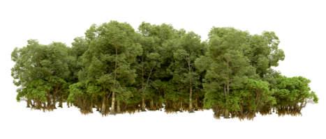 Green forest isolated on background. 3d rendering - illustration png