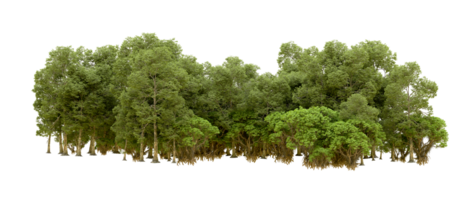 Green forest isolated on background. 3d rendering - illustration png