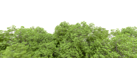 verde floresta isolado em fundo. 3d Renderização - ilustração png