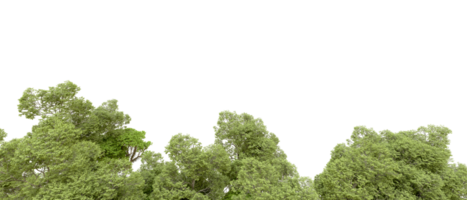 Green forest isolated on background. 3d rendering - illustration png