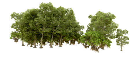 Green forest isolated on background. 3d rendering - illustration png