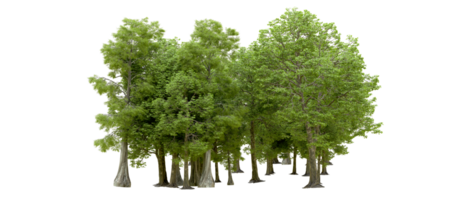 Green forest isolated on background. 3d rendering - illustration png