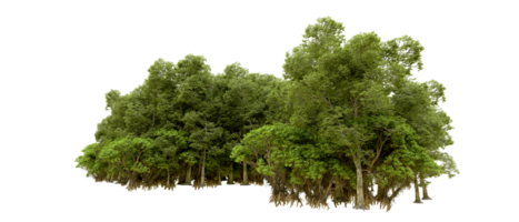 Green forest isolated on background. 3d rendering - illustration png