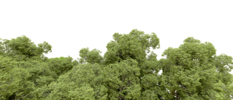 Green forest isolated on background. 3d rendering - illustration png