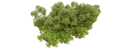 verde floresta isolado em fundo. 3d Renderização - ilustração png