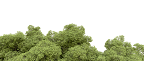 verde foresta isolato su sfondo. 3d interpretazione - illustrazione png