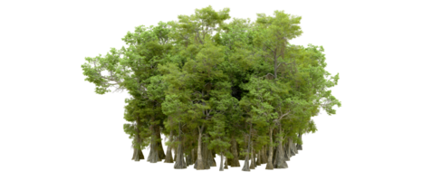 Green forest isolated on background. 3d rendering - illustration png