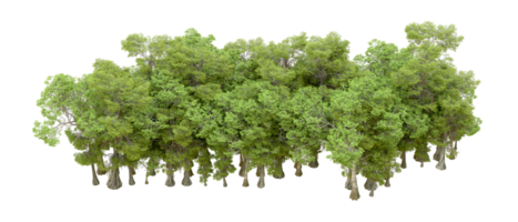 Green forest isolated on background. 3d rendering - illustration png