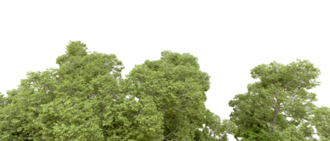 verde floresta isolado em fundo. 3d Renderização - ilustração png