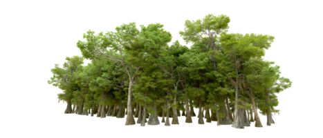 Green forest isolated on background. 3d rendering - illustration png