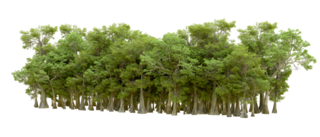 Green forest isolated on background. 3d rendering - illustration png