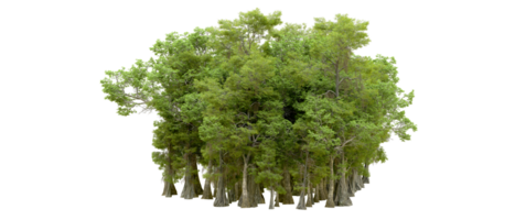 verde floresta isolado em fundo. 3d Renderização - ilustração png