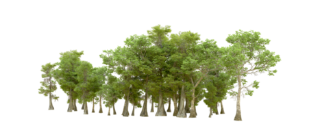 Grün Wald isoliert auf Hintergrund. 3d Rendern - - Illustration png
