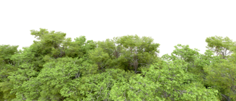 groen Woud geïsoleerd Aan achtergrond. 3d renderen - illustratie png