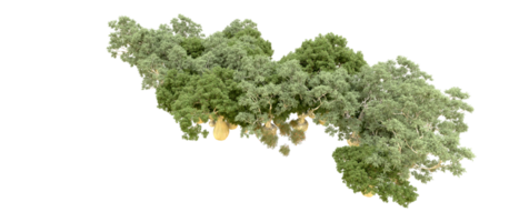 verde foresta isolato su sfondo. 3d interpretazione - illustrazione png