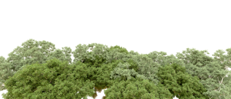 Green forest isolated on background. 3d rendering - illustration png