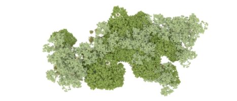 grön skog isolerat på bakgrund. 3d tolkning - illustration png