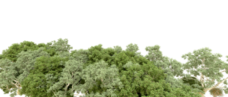 Green forest isolated on background. 3d rendering - illustration png