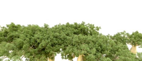 vert forêt isolé sur Contexte. 3d le rendu - illustration png