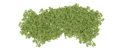 verde foresta isolato su sfondo. 3d interpretazione - illustrazione png