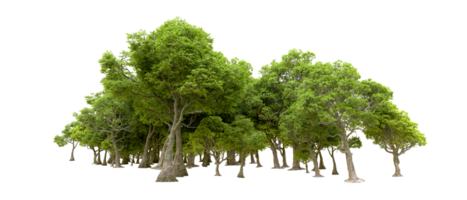 Green forest isolated on background. 3d rendering - illustration png