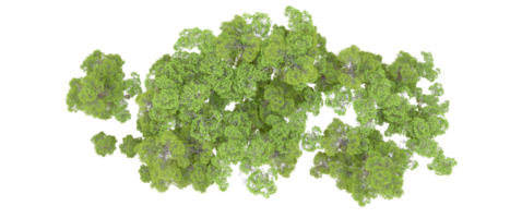 verde foresta isolato su sfondo. 3d interpretazione - illustrazione png