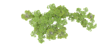 verde floresta isolado em fundo. 3d Renderização - ilustração png