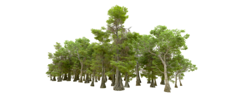 Green forest isolated on background. 3d rendering - illustration png