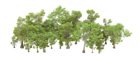 Green forest isolated on background. 3d rendering - illustration png