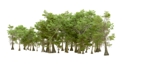 Green forest isolated on background. 3d rendering - illustration png