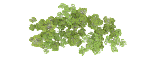 vert forêt isolé sur Contexte. 3d le rendu - illustration png