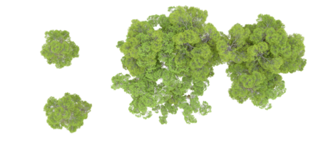 verde floresta isolado em fundo. 3d Renderização - ilustração png