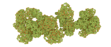 grön skog isolerat på bakgrund. 3d tolkning - illustration png