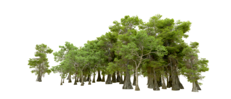 Green forest isolated on background. 3d rendering - illustration png