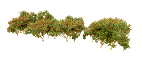 verde foresta isolato su sfondo. 3d interpretazione - illustrazione png