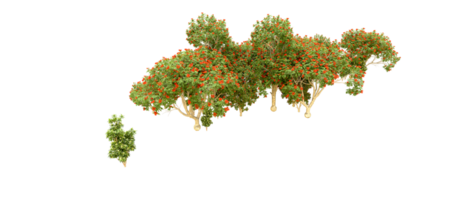 Green forest isolated on background. 3d rendering - illustration png