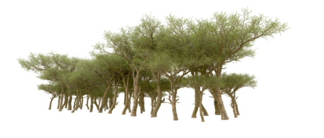 Green forest isolated on background. 3d rendering - illustration png