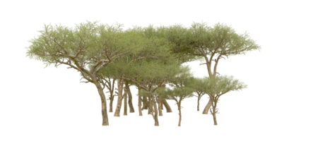 grön skog isolerat på bakgrund. 3d tolkning - illustration png