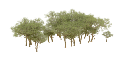 vert forêt isolé sur Contexte. 3d le rendu - illustration png