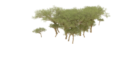 Green forest isolated on background. 3d rendering - illustration png