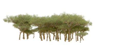 vert forêt isolé sur Contexte. 3d le rendu - illustration png