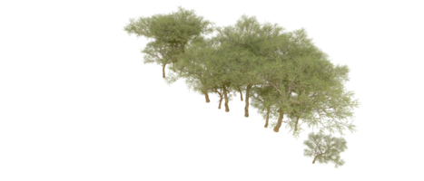 vert forêt isolé sur Contexte. 3d le rendu - illustration png